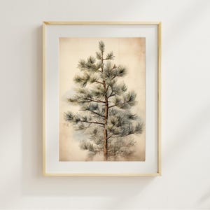 Könnte beinhalten: Gerahmter botanischer Druck eines Kiefernbaums. Das Kunstwerk zeigt eine detaillierte Illustration eines Kiefernbaums mit grünen Nadeln und einem braunen Stamm, vor einem beigefarbenen Hintergrund. Der Druck ist in einem hellen Holzrahmen eingefasst.
