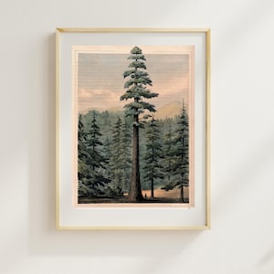 Könnte beinhalten: Eine Vintage-Illustration eines hohen, grünen Nadelbaums in einer Waldlandschaft. Der Baum ist von anderen Bäumen umgeben, und der Himmel ist blassblau.