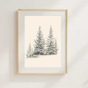 Könnte beinhalten: Eine Schwarzweiß-Bleistiftzeichnung einer Gruppe von Kiefern in einer Waldlandschaft. Die Bäume sind realistisch gezeichnet, mit detaillierten Ästen und Nadeln.