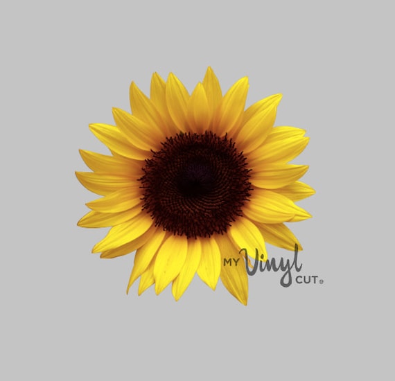 Free Free 316 Realistic Waterslide Sunflower Svg SVG PNG EPS DXF File