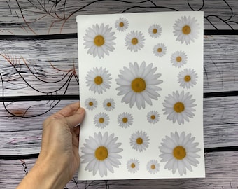Waterslide Decals 8 x 10 Sheet of White Daisy Flowers PRINTED waterslide paper assorted sizes No Sealing needed to remove from paper backing