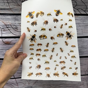 Waterslide Decal Sheet 8 x 10 inch Bees  Printed with Permanent Waterproof Ink with no sealing needed to release the paper backing