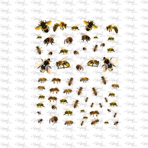 May include: A digital clipart sheet featuring multiple images of bees in various poses. The bees are yellow and black with brown stripes. The bees are on a white background.