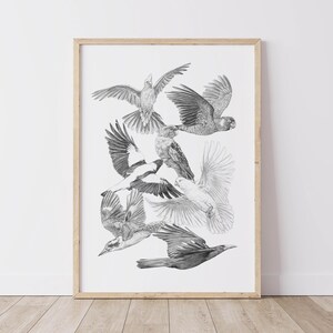 Australian Birds, magpie, kookaburra, galah, rosella, currowong, cockatoos. Fine art print, greylead drawing, animal print, nature print,