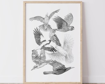 Australian Birds Fine Art Print, magpie, kookaburra, galah, rosella, currowong, cockatoos, greylead drawing, animals, nature