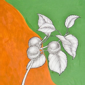 Apricot Print