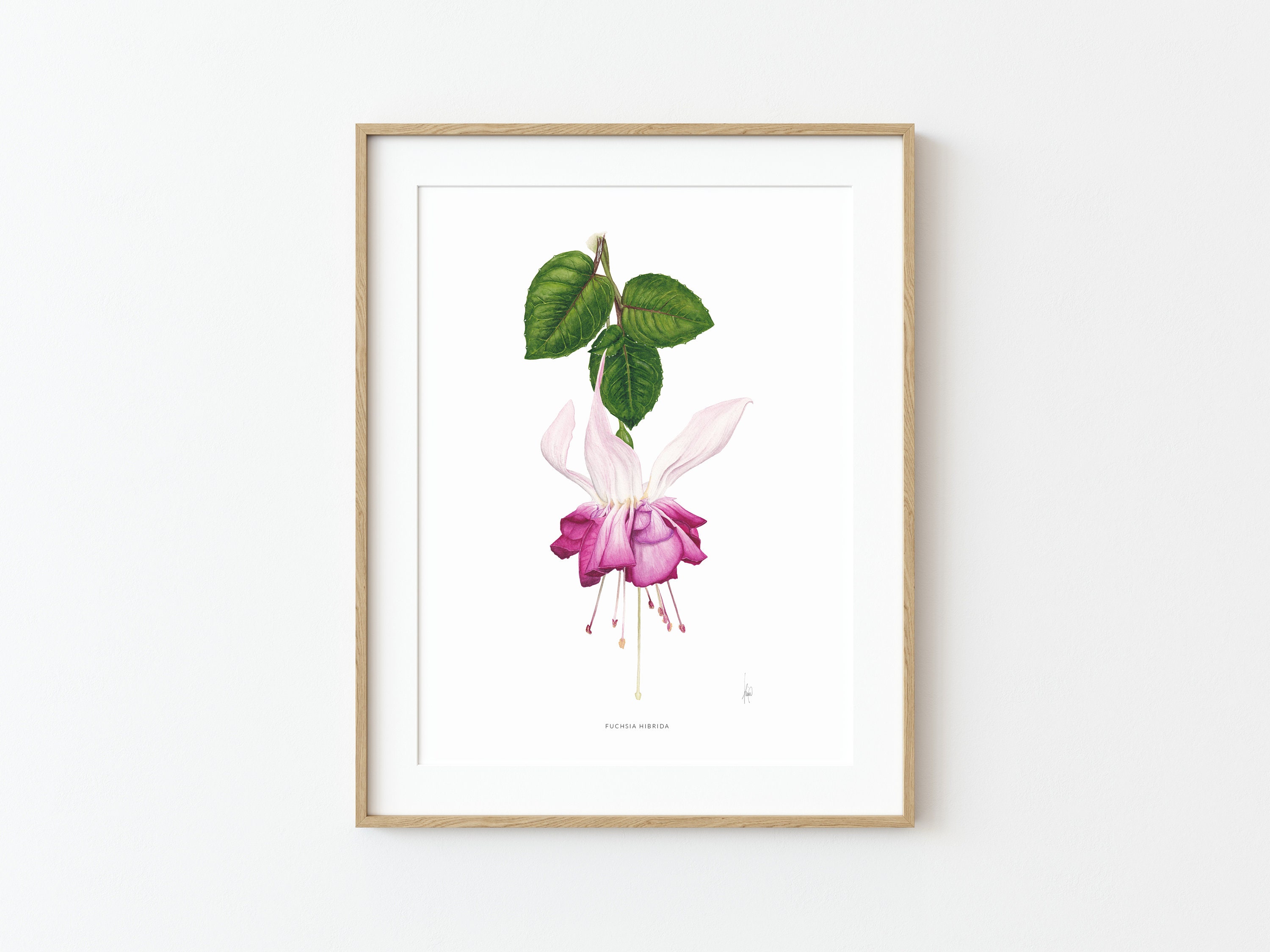Fuchsia Flower Digital Art Botanical Watercolor Art Pink Etsy