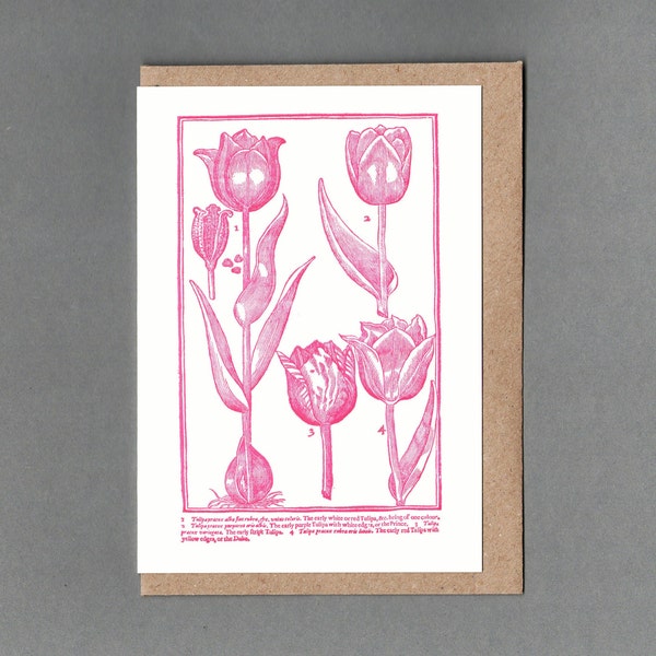 Pink Tulips. Letterpress Card. Historical print. Archives. Unlock History.