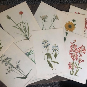 Assortment of 13 Botanical Pages, Vintage Double Sided, Wildflower Ephemera