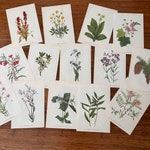 Botanical Prints
