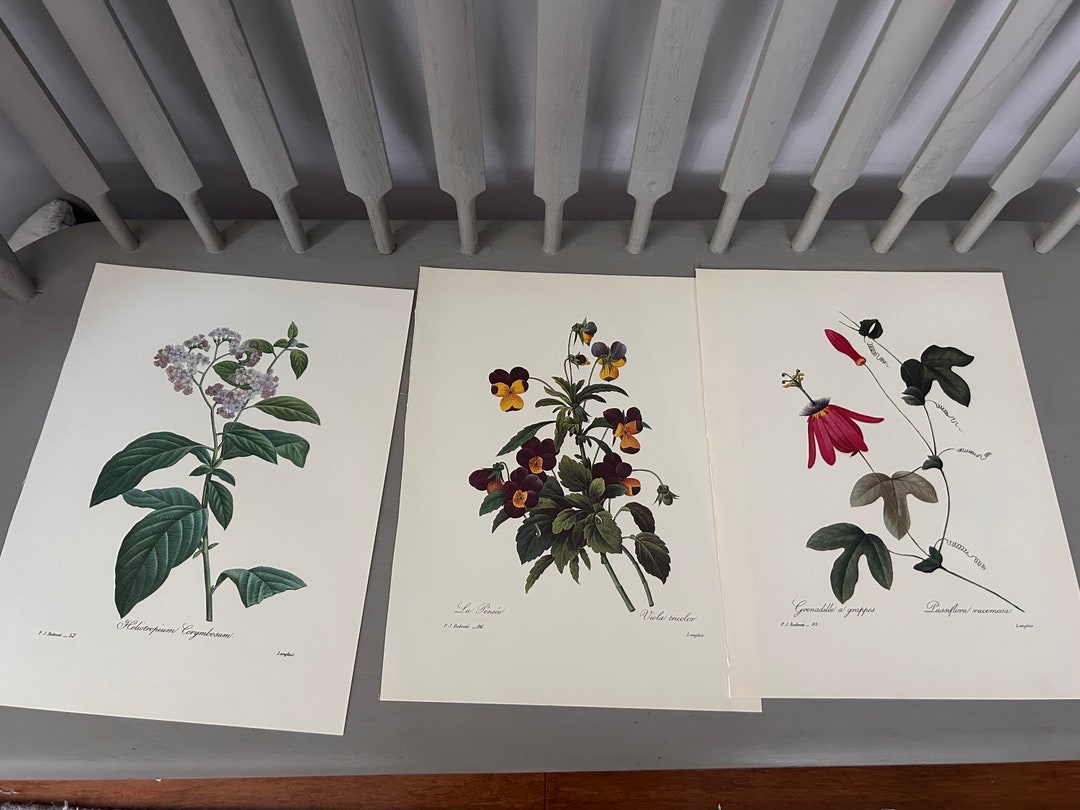 Vintage Botanical Prints Set: 1981 Floral Wall Art (10x13) - Etsy