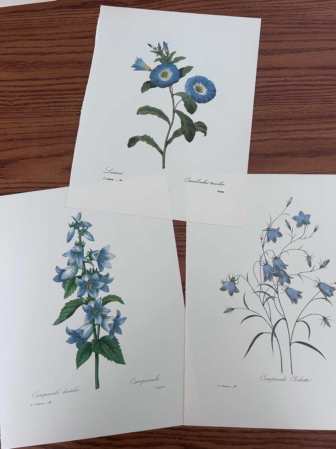 Vintage Blue Botanical Prints - Set of 3 - Floral Wall Art (13" X 10 ...