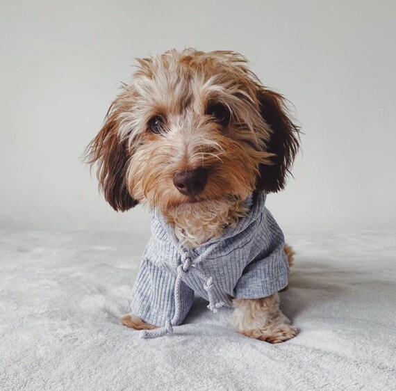 grey dog jumper
