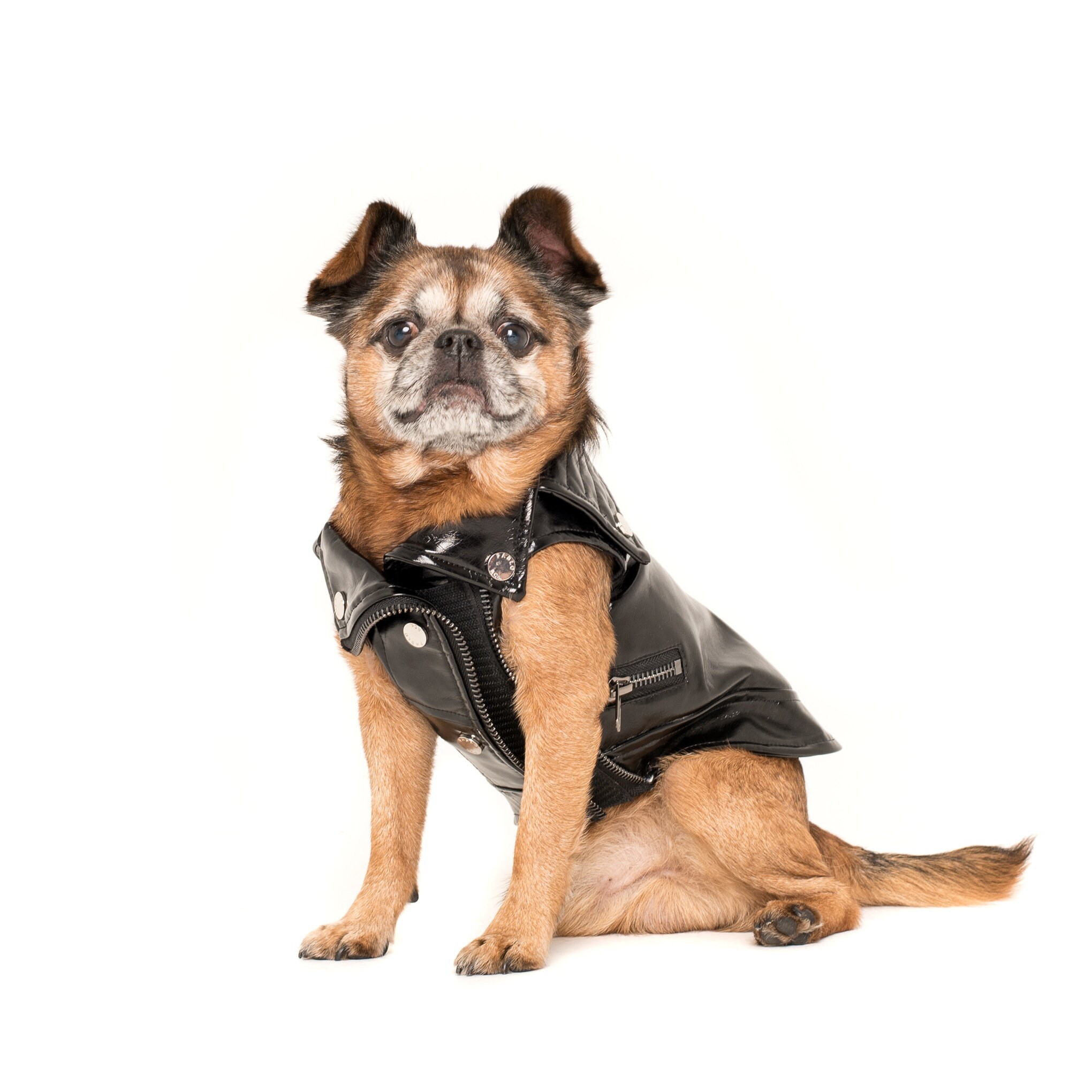dog biker jacket