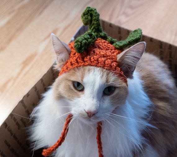 PATTERN ONLY CROCHET Bundle and Save All Three Patterns Included Pumpkin  Strawberry Watermelon Cat/small Dog, Beginner Download -  Canada