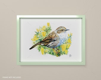 Dunnock Art Print. From my watercolour pencil drawing. A dunnock amongst gorse. British Garden Birds.