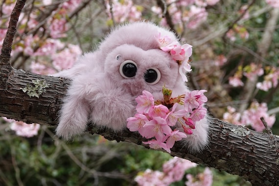 Sakura the Medium Cherry Blossom Jumping Spider