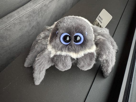 Kissy the jumping spider