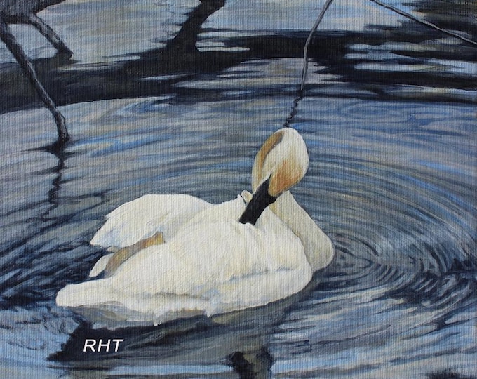 Swan 1 on Black,  12 x 16 in., original giclee prints,  by Roxanne Thompson