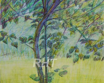 Under the Redbud, 9 x 12 inches, Original watercolor pencil drawing and prints by Roxanne Thompson