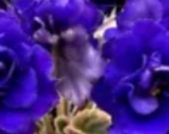 Hunters Nocturnal African violet