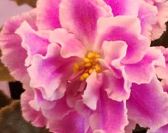 African violet Temptation