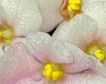 Hunter’s Fawn Frolic African violet