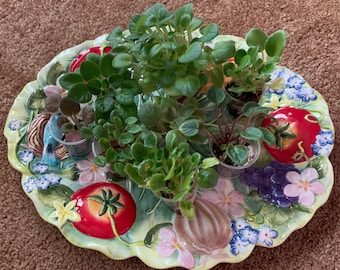 Collection of 6 African violet trailers