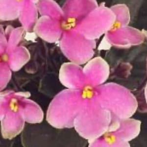 May include: A potted African violet plant featuring multiple vibrant pink flowers with white edges and bright yellow centers. The plant has dark green, textured, rounded leaves that provide a deep contrast to the colorful blossoms.