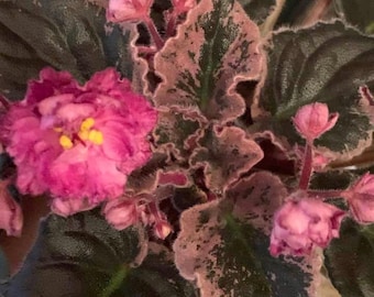 Rebel’s Rose bud African violet