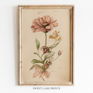 Vintage Blumen Skizze, Maria Sibylla Merian, Blumenbild (Digitaler Download)