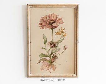 Vintage Botanical Flower Sketch Print, Maria Sibylla Merian (Digital Download)