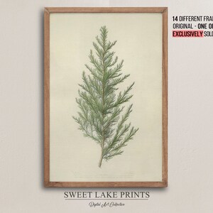 Juniper Winter Branch / Botanical Sketch Art / Winter Art Print / Country Christmas Wall Decor / Home Decor PRINTABLE #126