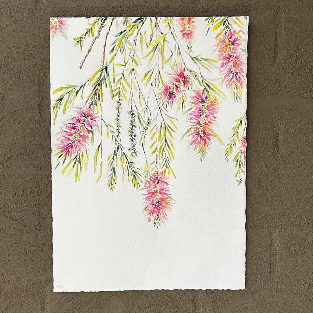 Original Watercolor Bottlebrush Art Australian Native Flora Etsy