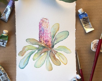 Original Watercolor Pink Banksia Painting, Watercolor Australian Native Flower Painting, Single Banksia Art on Deckled Paper, Native flora