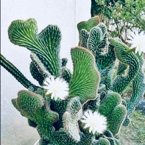 Blue crested cactus rare Cactus Blue crested cactus plant rare  cactus exotic cactus gift idea holiday sale