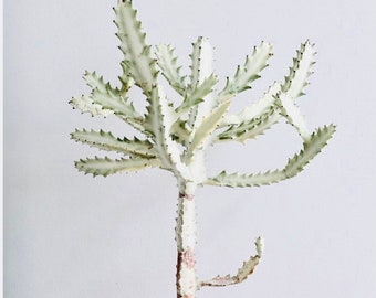 Dragon bone cactus Rare variegated cactus rare cactus exotic cactus variegated plant rare succulent cute cactus live  plant Euphorbia lactea