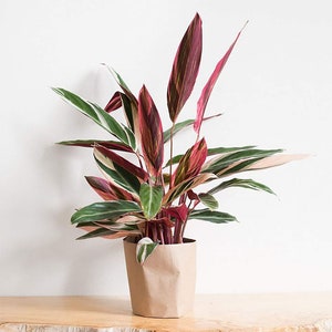 Stromanthe sanguinea Tri-Color rare houseplant pink variegated houseplant rooted prayer plant pink giner plant striking houseplants triostar image 3