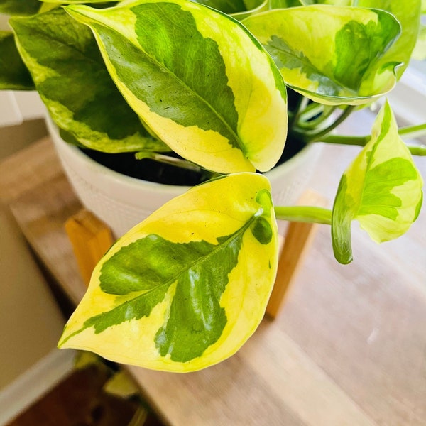 Rare Cultivar of Epipremnum Aureum Pothos aurea rare plant cutting rare plant cuttings rare houseplants lowlight house plant