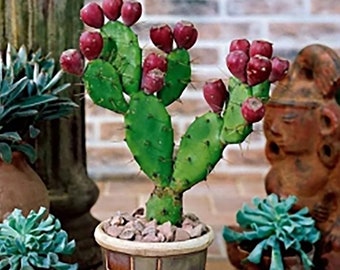 Rare cactus Prickly Pear rooted plant cactus rare houseplant tropical plants cactus plant Santa Rita live plant cactus