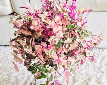 rooted VERY RARE wandering Jew Rainbow Tricolor Tradescantia Albiflora Rainbow wandering jew rooted plant rooted variegated wandering jew