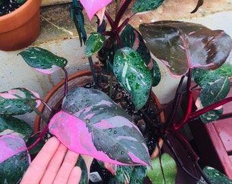 Philodendron pink princess  rare philodendron live plant  rare houseplants houseplants collection variegated philodendron Christmas gift