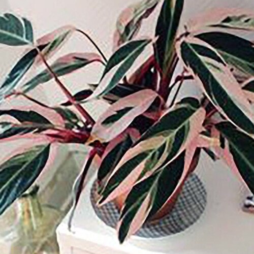 Stromanthe Sanguinea Tri-color Rare Houseplant Pink Variegated | Etsy