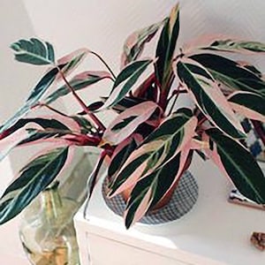 Stromanthe sanguinea Tri-Color rare houseplant pink variegated houseplant rooted prayer plant pink giner plant striking houseplants triostar image 1