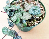 String of Heart Variegated Plant Ceropegia Woodii Rare rare succulent houseplant lowlight plant gift for her wedding PINK GREEN