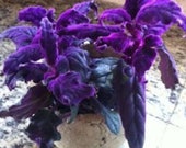 Purple passion plants rare houseplants Gynura aurantiaca purple velvet plants houseplant purple leaves rare houeplants