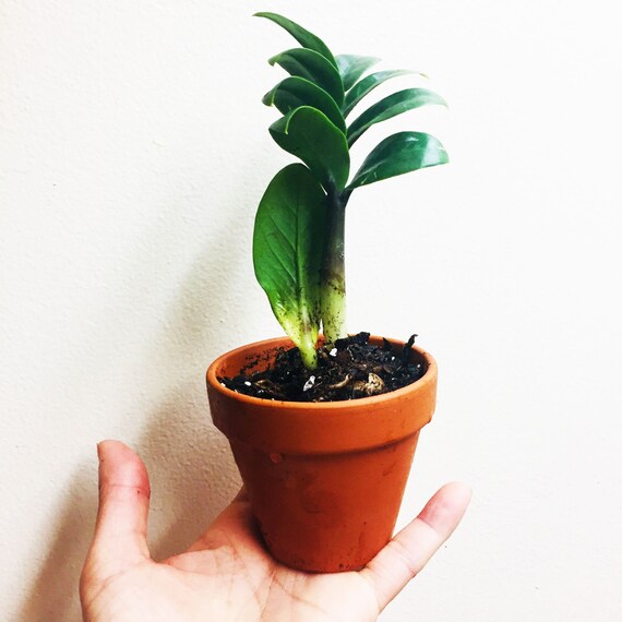 Rare Dwarf Zenzi Zz Plant Zamioculcas Zamiifolia 1 Bare Root Etsy Rare Dwarf Zenzi Zz Plant Zamioculcas Zamiifolia 1 Bare Root Etsy
