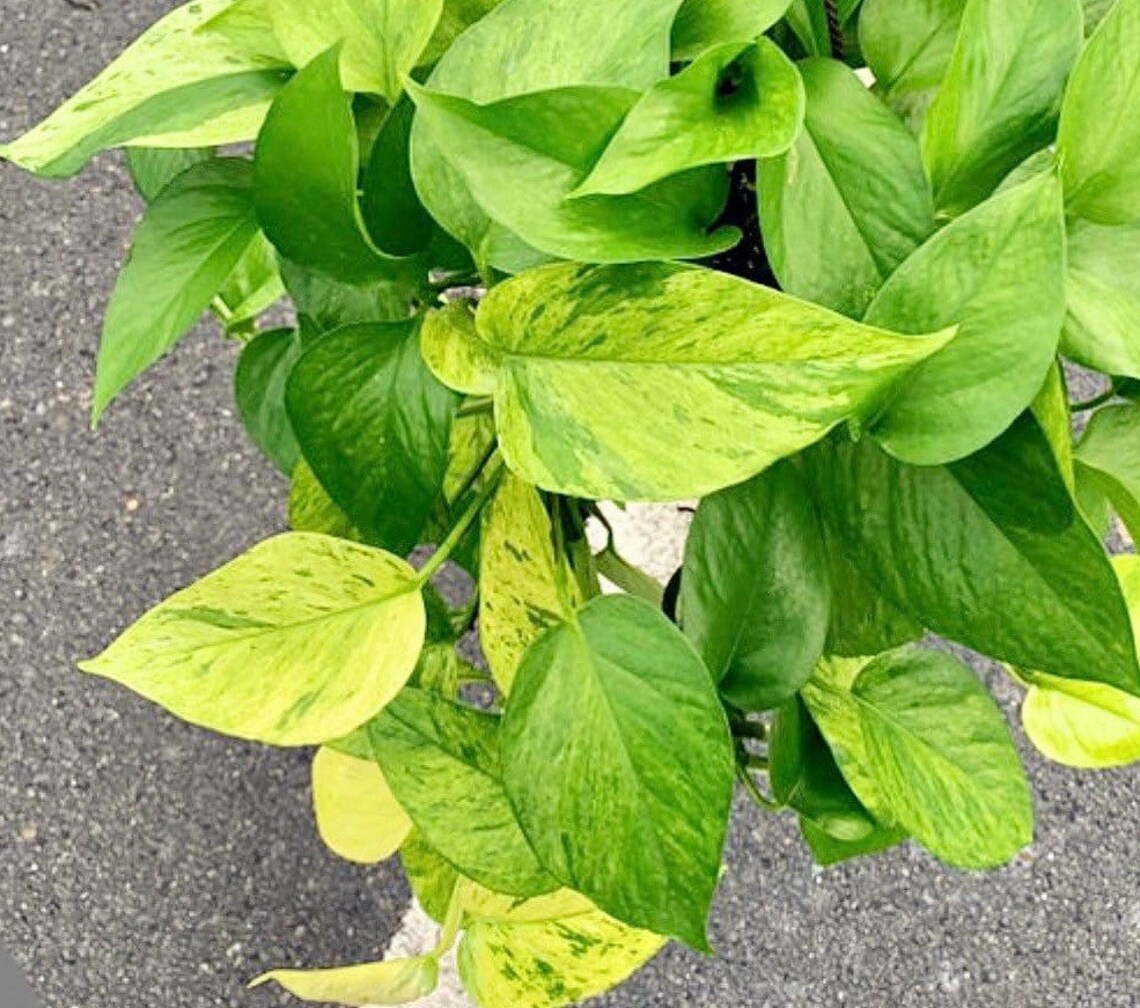 Jessenia Pothos Variegated Plant Rare Potho Rare Houseplants Etsy