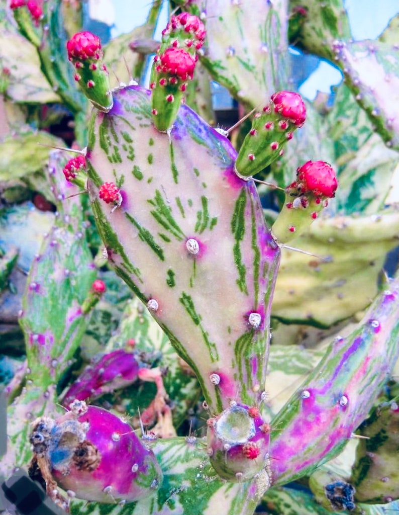 Rare Cactus Prickly Pear Rooted Plant Cactus Rare Houseplant Etsy