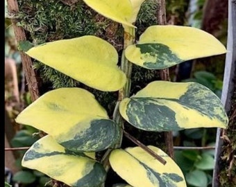 Rare variegated shingle plant